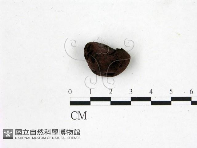 登錄號:F0001453藏品圖，第1張