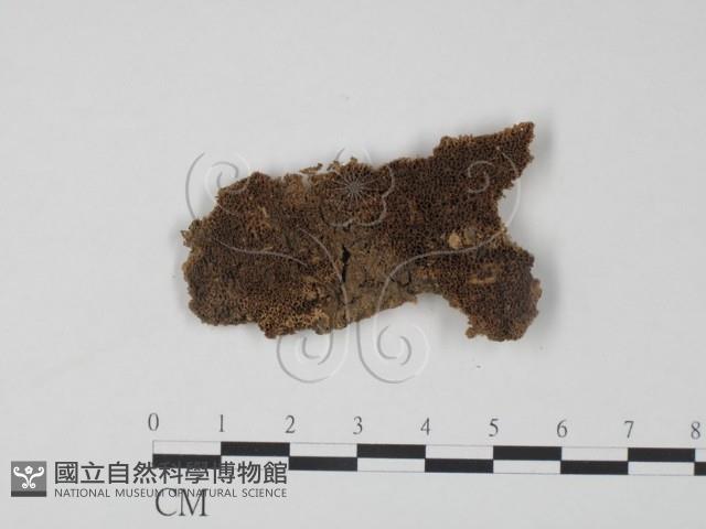 登錄號:F0011453藏品圖，第1張