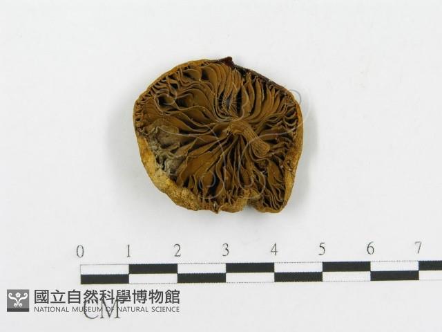 登錄號:F0014453藏品圖，第1張