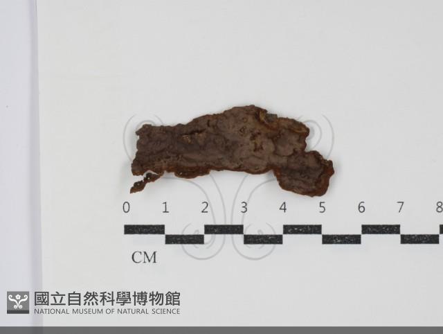 刺革菌屬藏品圖，第1張