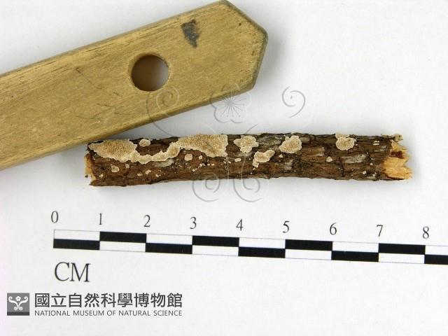 附毛菌屬藏品圖，第1張