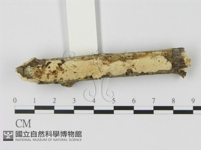 登錄號:F0002453藏品圖，第1張