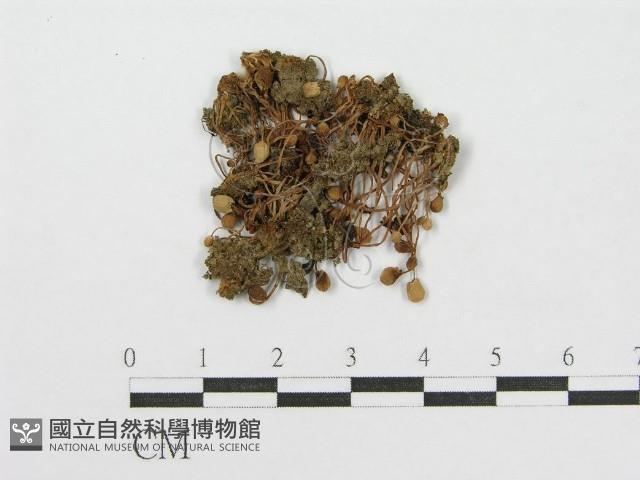 登錄號:F0012453藏品圖，第1張