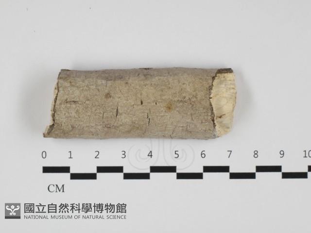 登錄號:F0032453藏品圖，第1張
