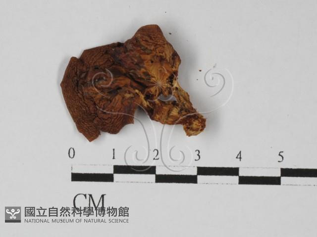 登錄號:F0027453藏品圖，第1張