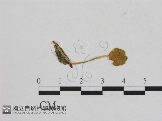 登錄號:F0005453藏品圖，第1張