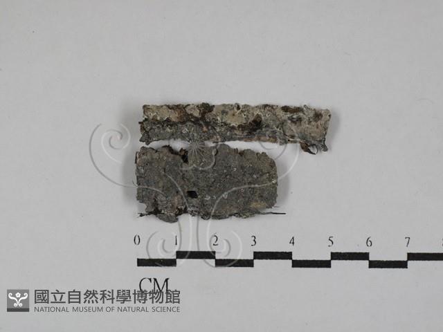 刺皮菌屬藏品圖，第1張