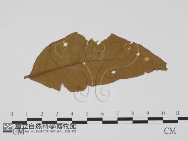 登錄號:F0019453藏品圖，第1張