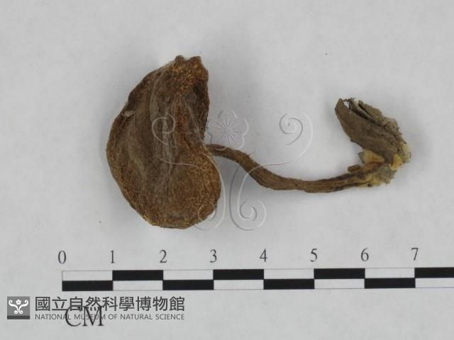登錄號:F0023453藏品圖，第1張
