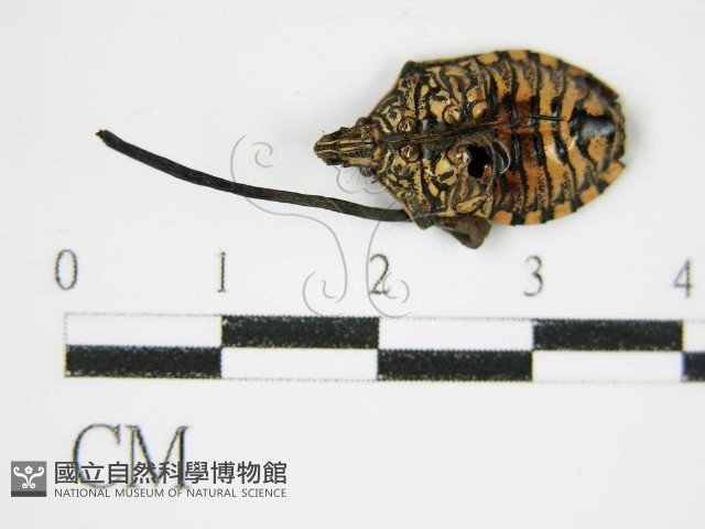 登錄號:F0003453藏品圖，第1張