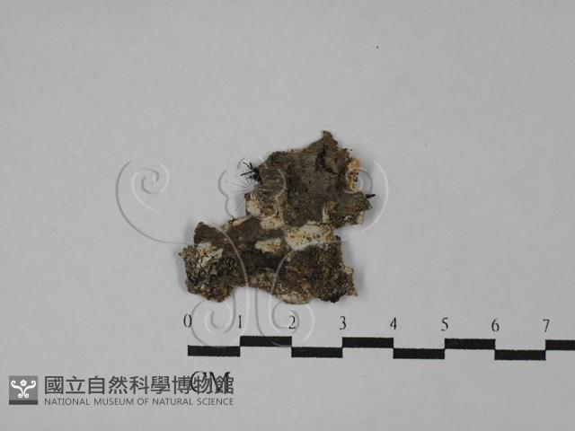 登錄號:F0028753藏品圖，第1張
