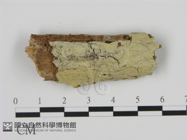 登錄號:F0008753藏品圖，第1張