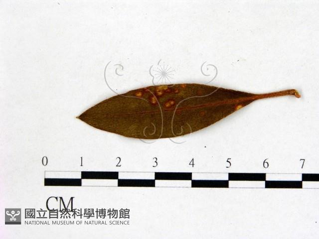 登錄號:F0020753藏品圖，第1張