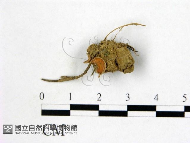 登錄號:F0000753藏品圖，第1張