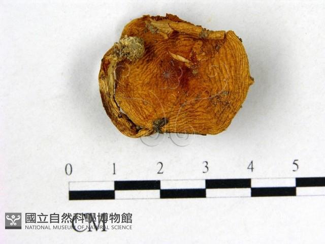 登錄號:F0010753藏品圖，第1張