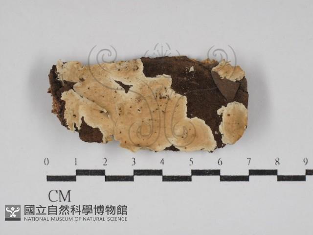 齒耳菌屬藏品圖，第1張