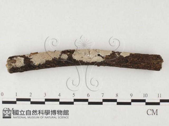 刺皮菌屬藏品圖，第1張