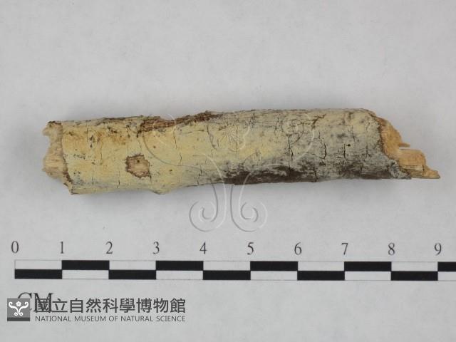 登錄號:F0021753藏品圖，第1張