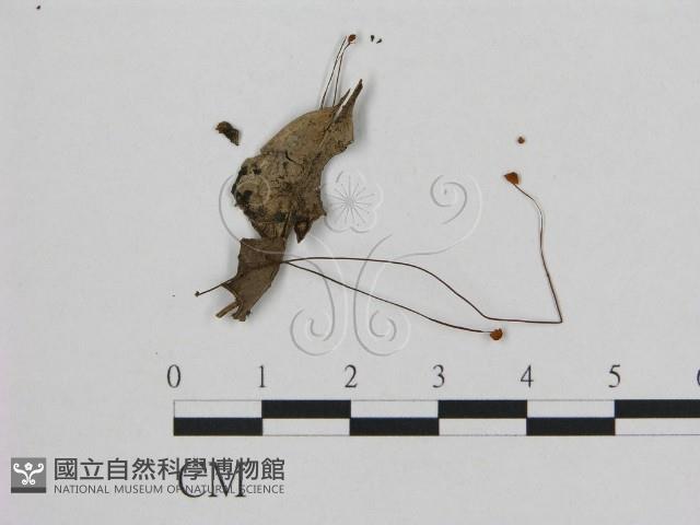 小皮傘屬藏品圖，第1張