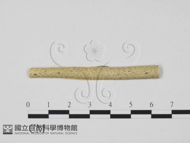 登錄號:F0011753藏品圖，第1張