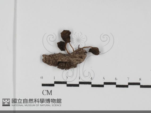 登錄號:F0031753藏品圖，第1張