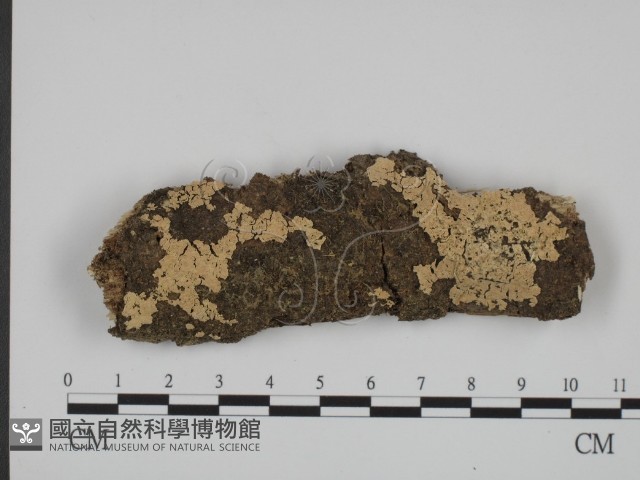登錄號:F0024753藏品圖，第1張