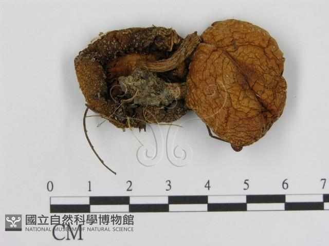 登錄號:F0004753藏品圖，第1張