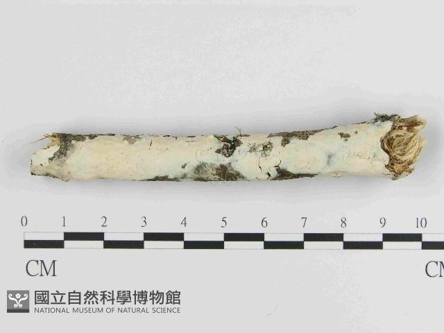 絲皮菌屬藏品圖，第1張