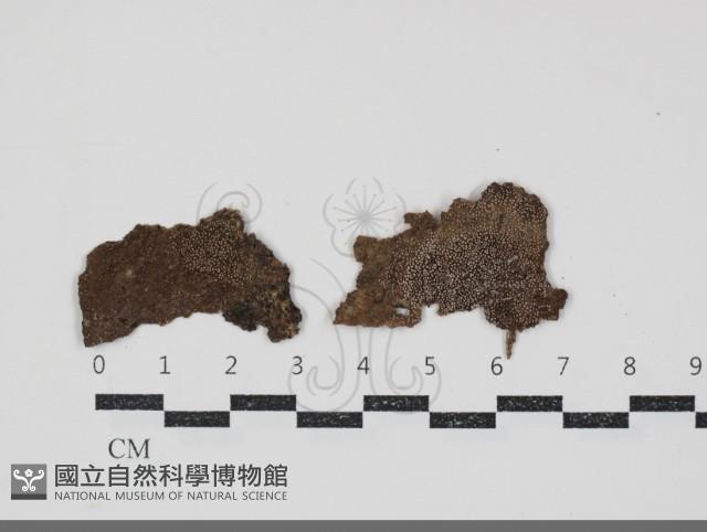 登錄號:F0034753藏品圖，第1張