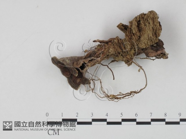 登錄號:F0002753藏品圖，第1張