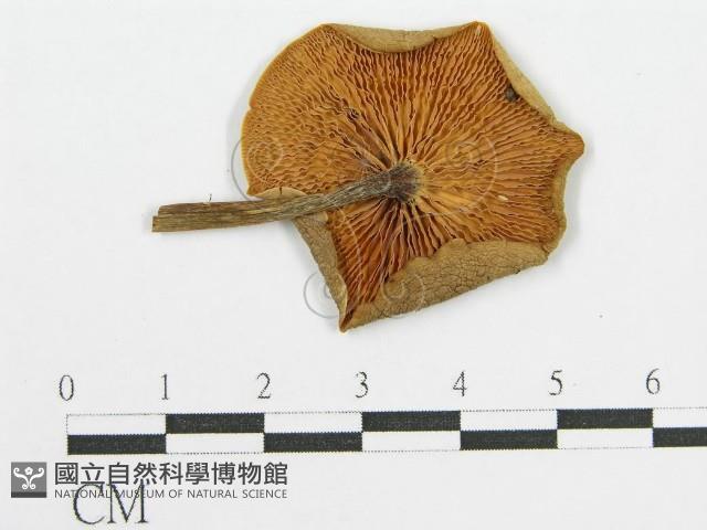 登錄號:F0012753藏品圖，第1張