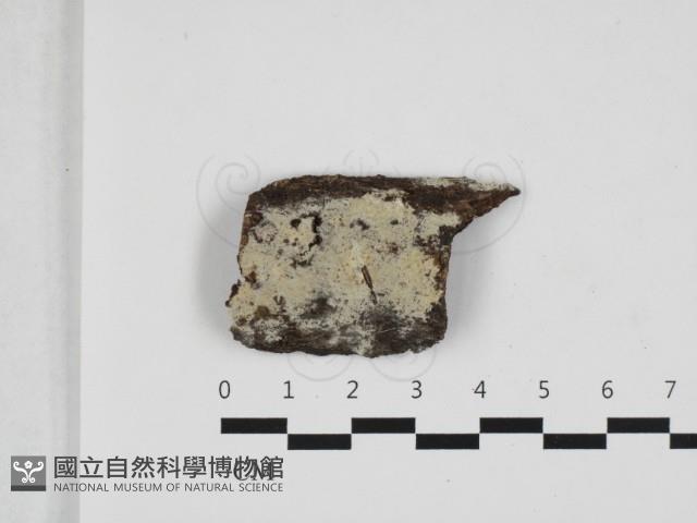 剛毛絲皮菌藏品圖，第1張