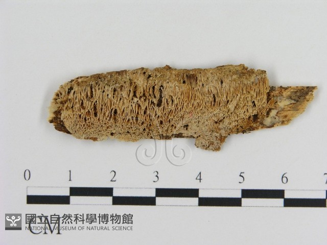 登錄號:F0007753藏品圖，第1張