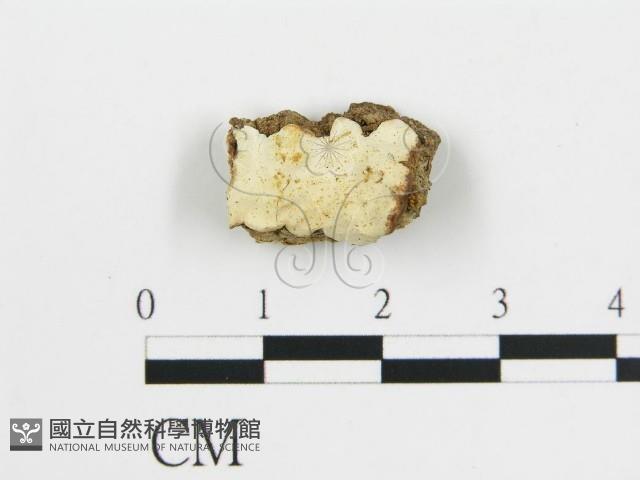 登錄號:F0017753藏品圖，第1張