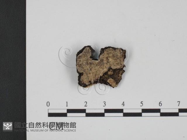 登錄號:F0009753藏品圖，第1張