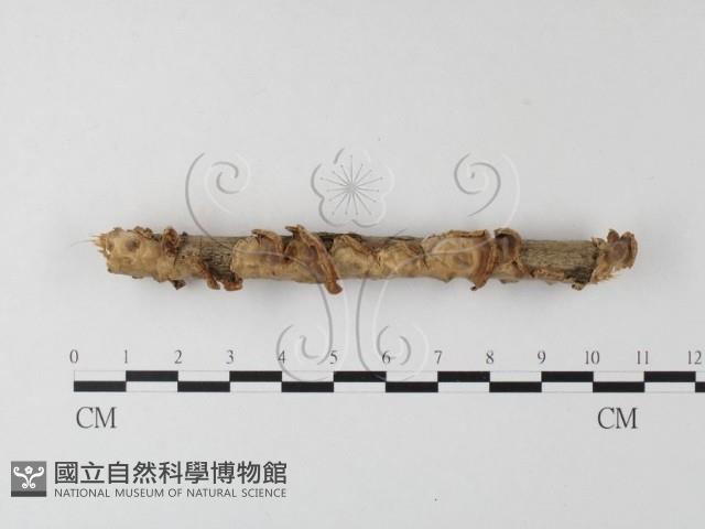 登錄號:F0023753藏品圖，第1張