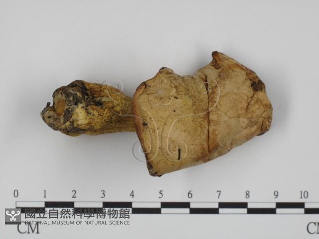 登錄號:F0003753藏品圖，第1張