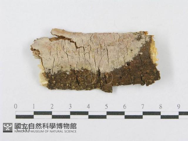射脈菌屬藏品圖，第1張