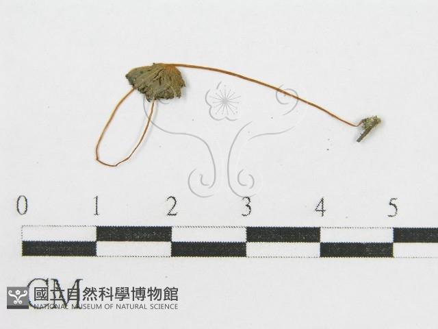 登錄號:F0008553藏品圖，第1張