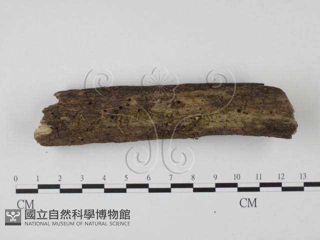 登錄號:F0000553藏品圖，第1張