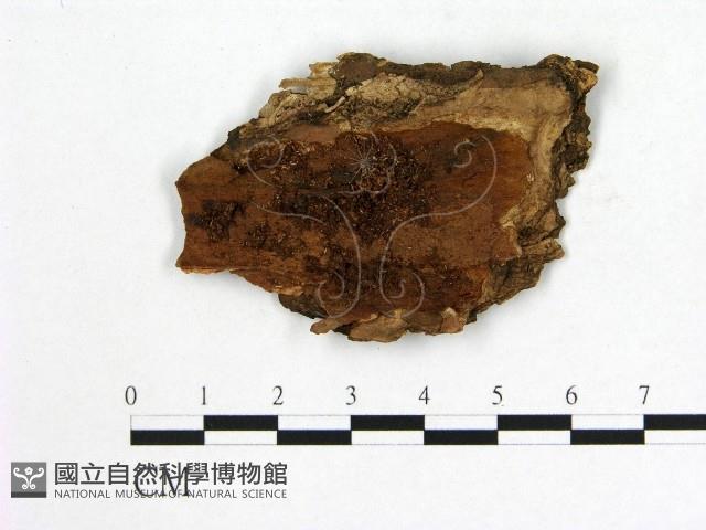 登錄號:F0006553藏品圖，第1張