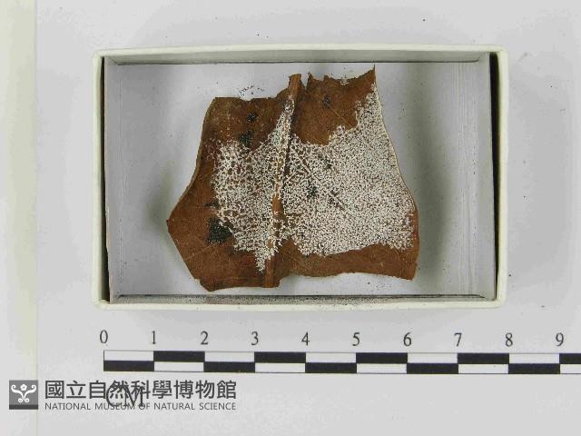 登錄號:F0021553藏品圖，第1張