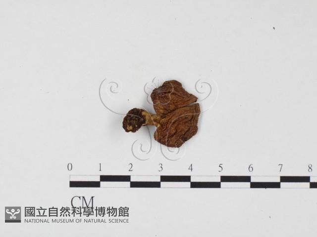 登錄號:F0024553藏品圖，第1張