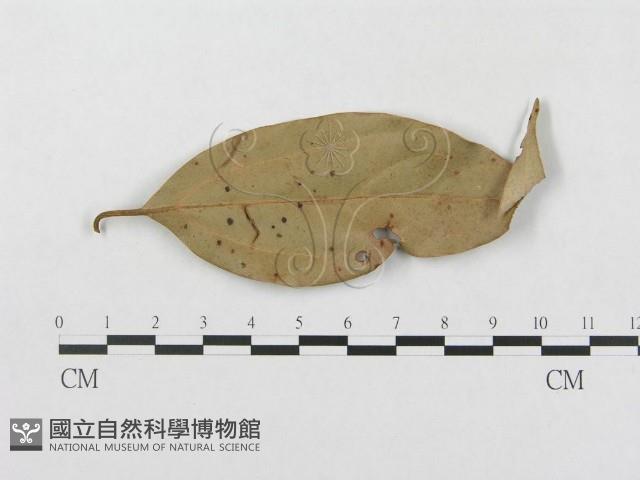 柄銹菌屬藏品圖，第1張