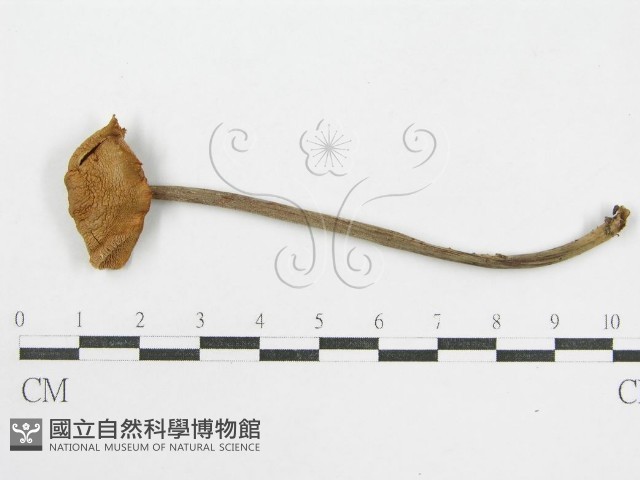 登錄號:F0014553藏品圖，第1張