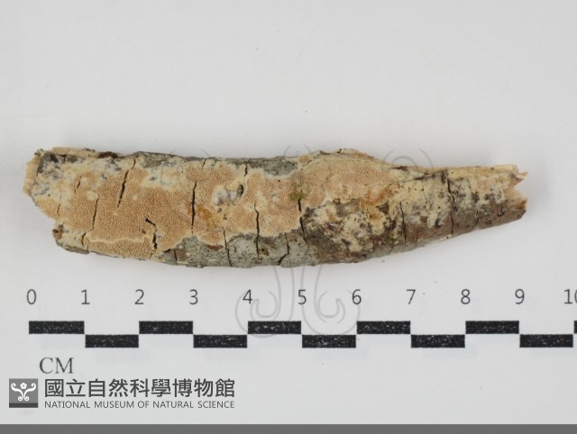 登錄號:F0034553藏品圖，第1張