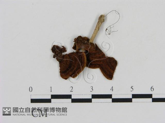 刺革菌屬藏品圖，第1張