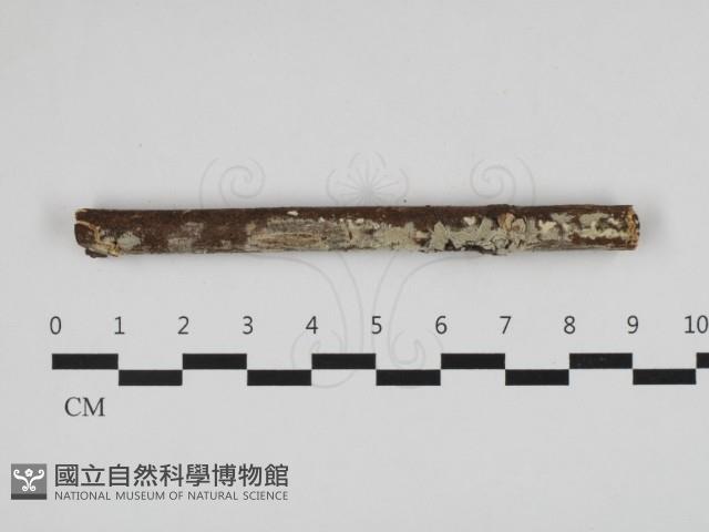 登錄號:F0032553藏品圖，第1張