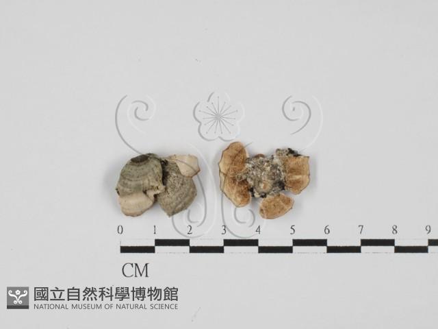 附毛菌屬藏品圖，第1張