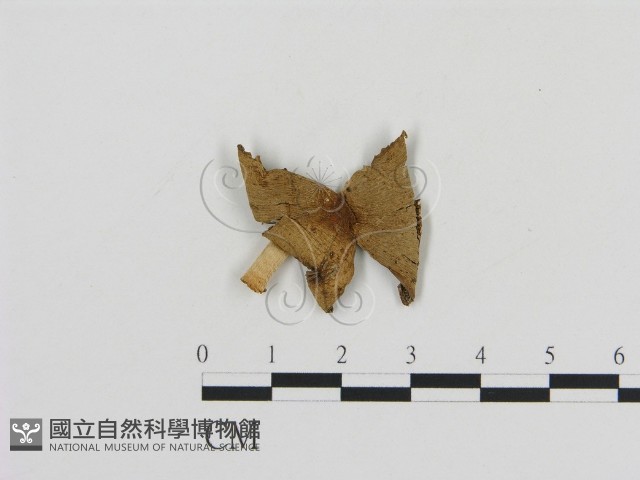 登錄號:F0007553藏品圖，第1張